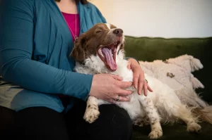 Signs your pet needs euthanasia